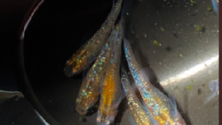 忘却の翼 ぼうきゃくのつばさ みんなのメダカ品種図鑑 簡易版