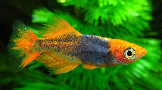 飛燕（ひえん） | みんなのメダカ品種図鑑 