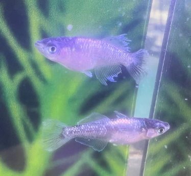 メダカ 紫延